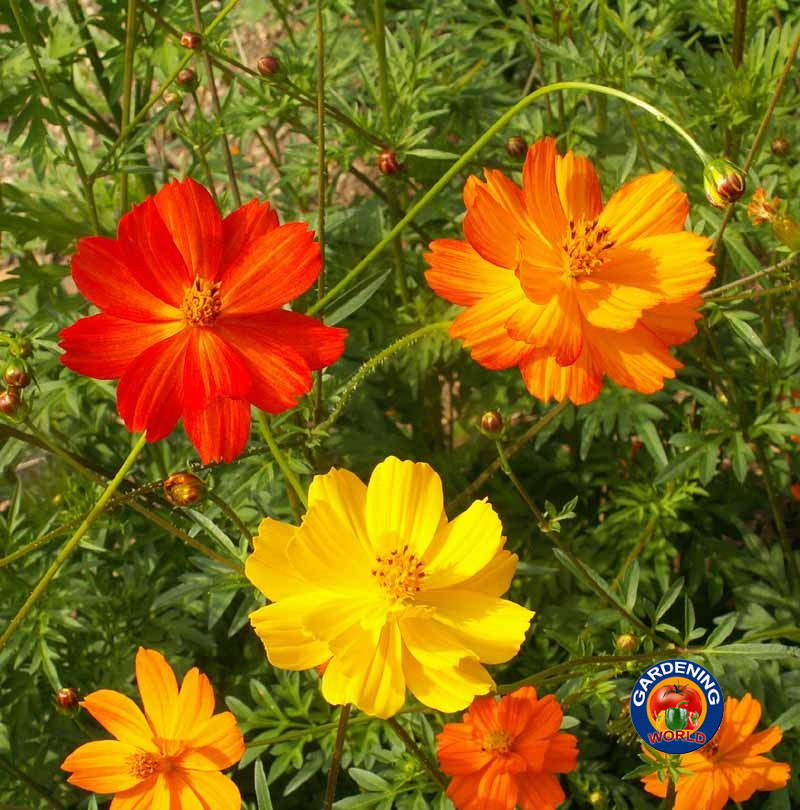 1000 Sulphur Klondike Bright Lights Cosmos Flower SEEDS