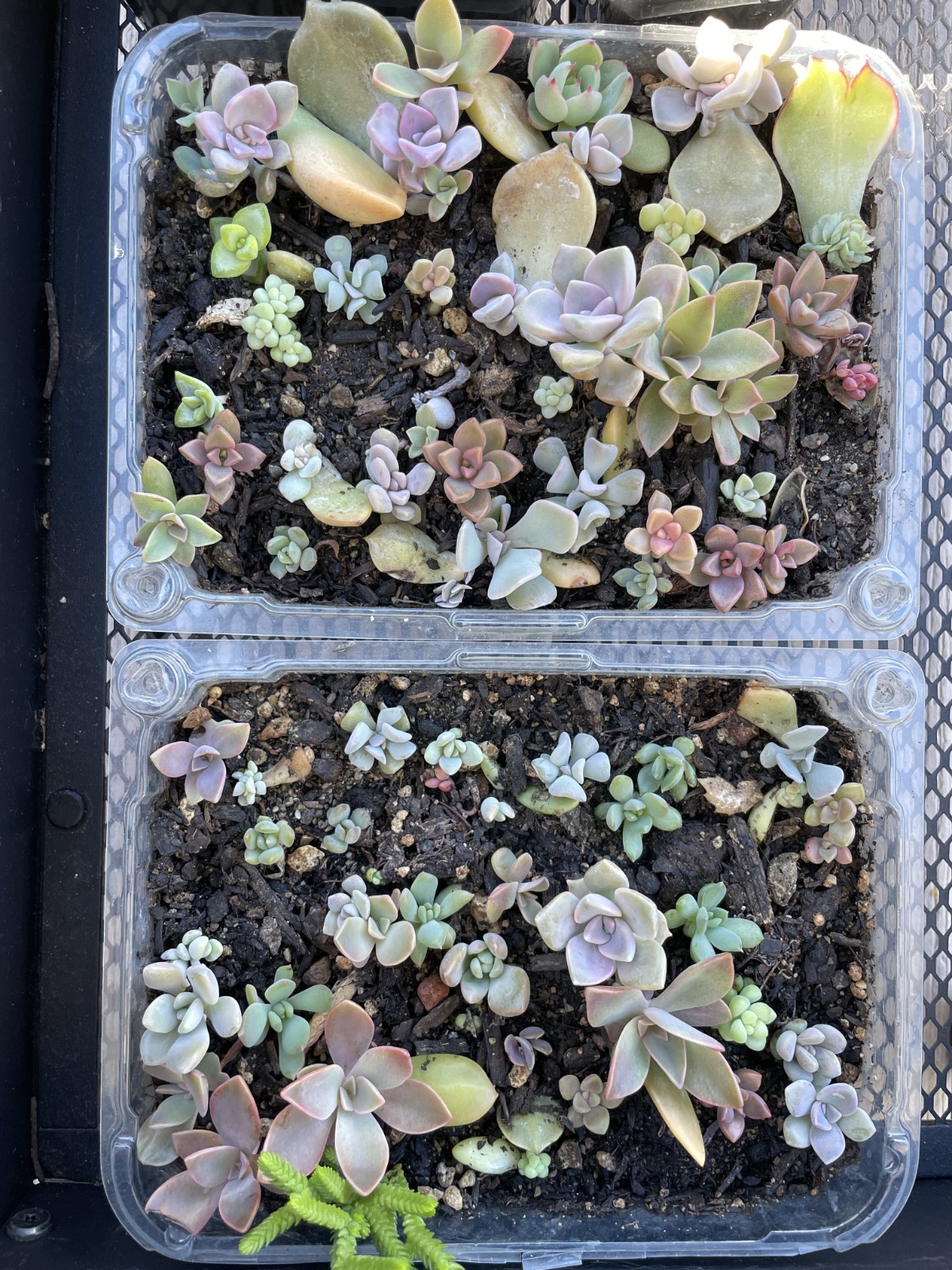 20+ Succulent Plant Leaves Propagation Assorted Mixed Variety Starter