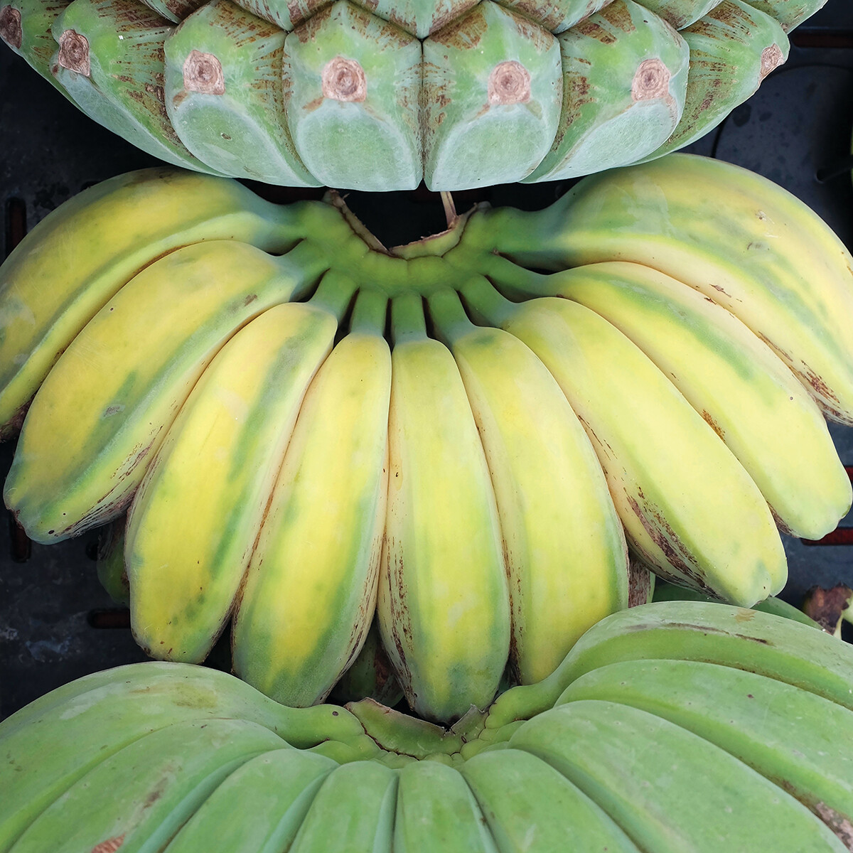 Praying Buddha Hands Banana Live Tree Musa Plant Pup Baby Bananas Hand Plants