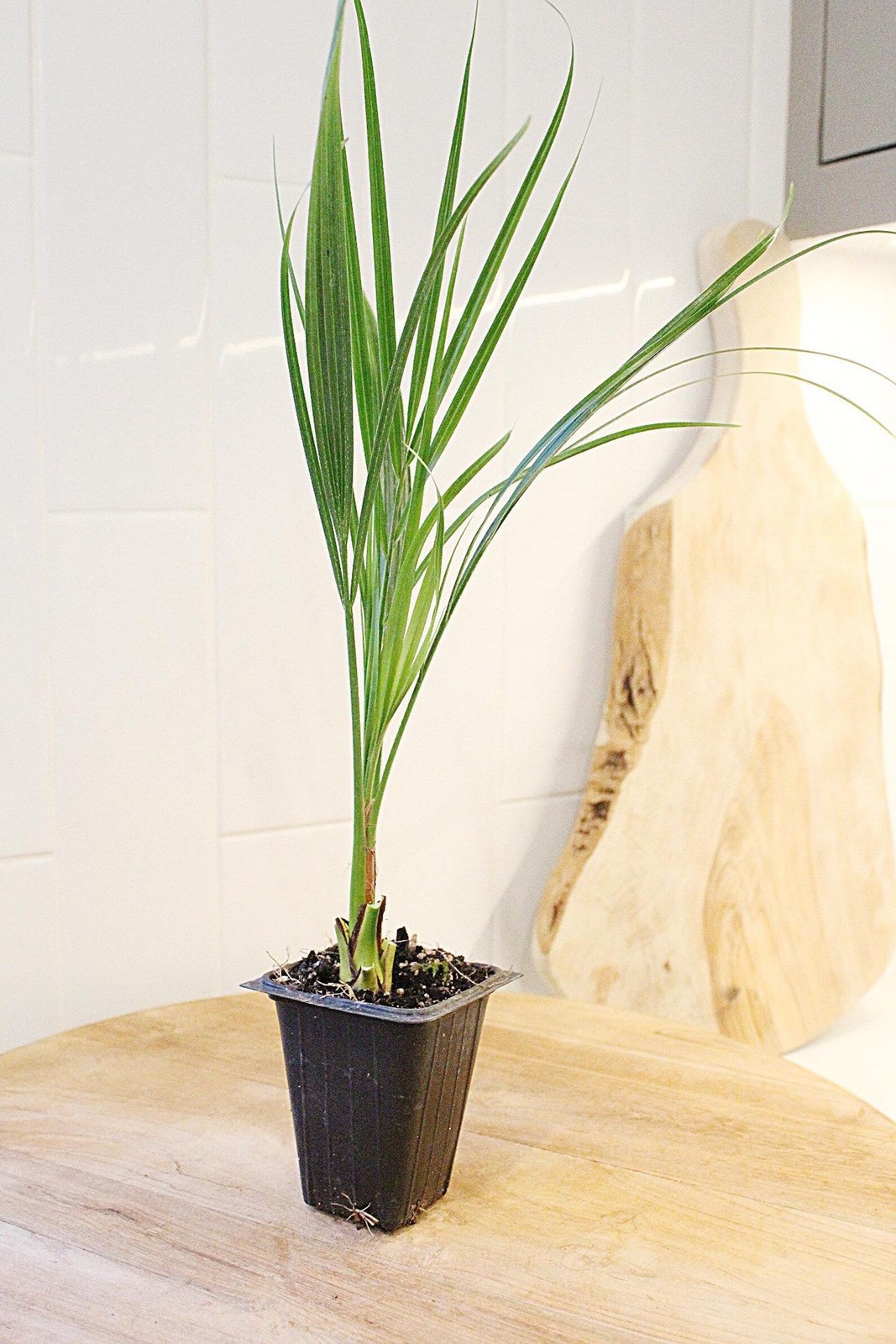 Pygmy Date Palm, 2.5 Inch Pot, Tropical Indoor Starter Plant