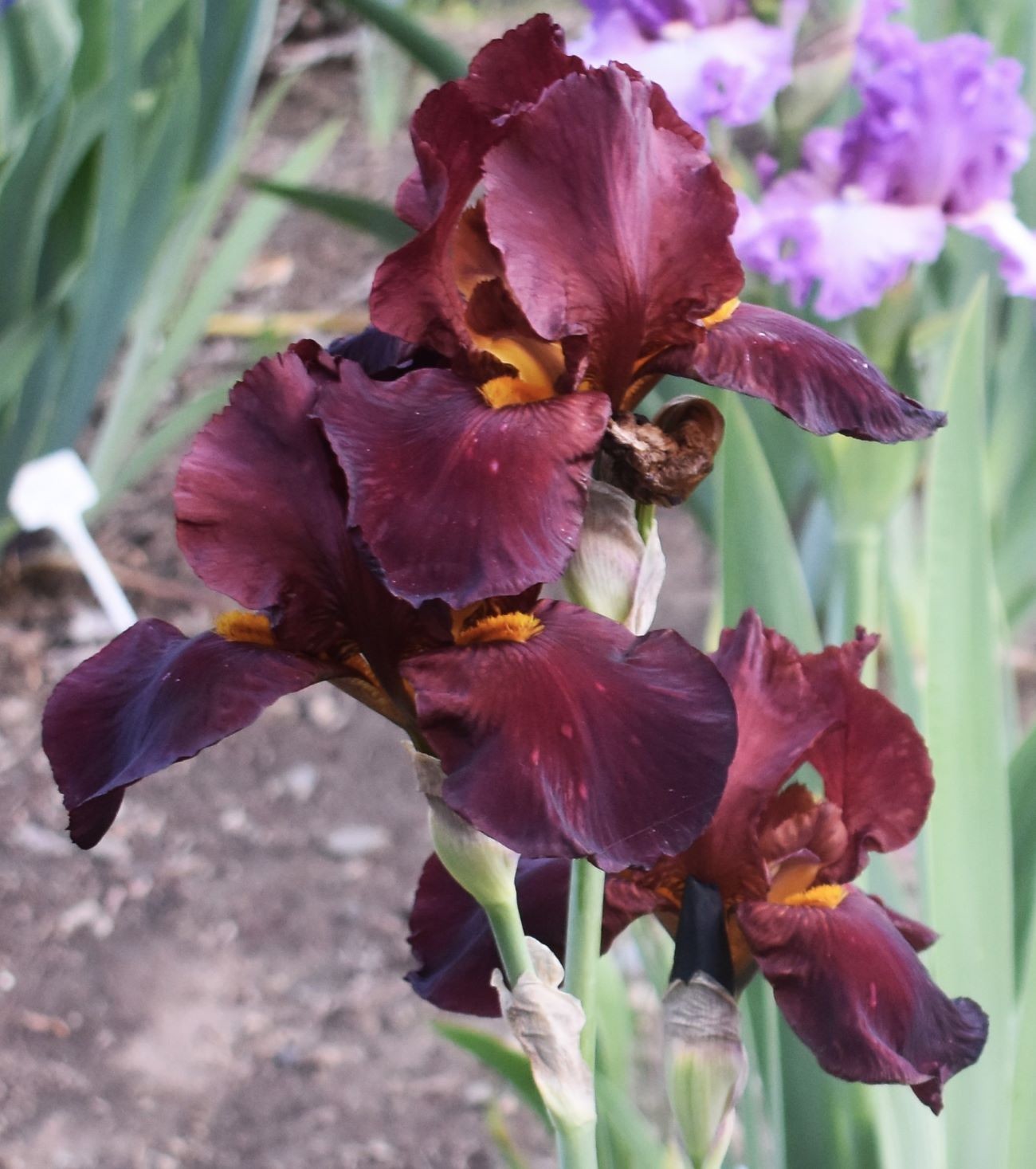 ‘Caliente’ Tall Bearded Iris Rhizome PRE-SALE to Ship Aug/Sept