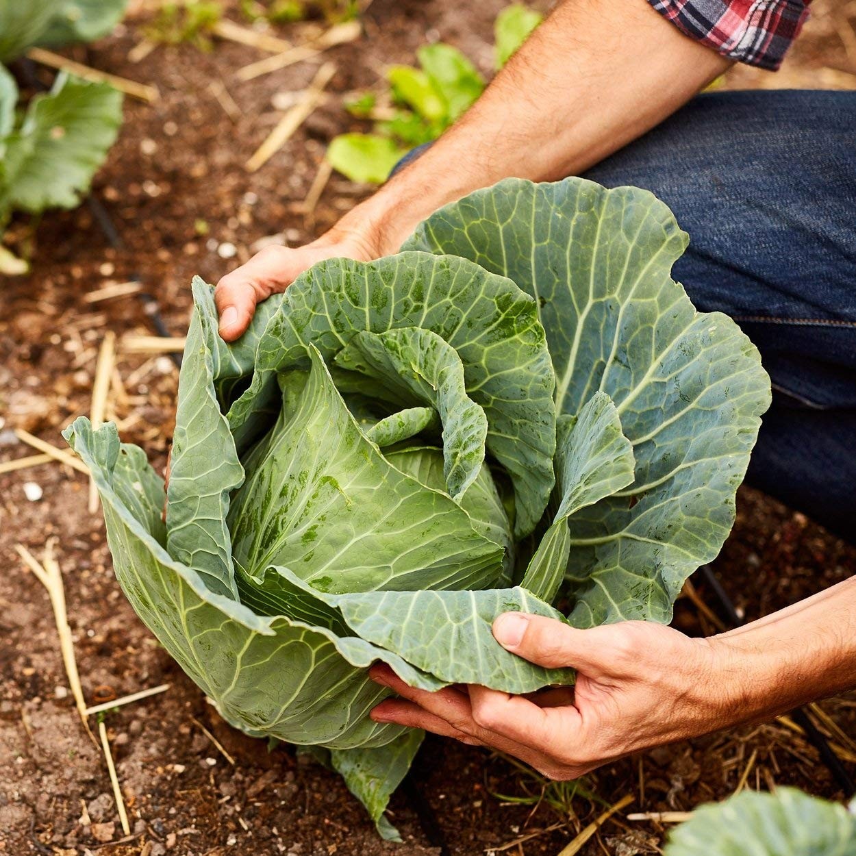 Almanac Heirloom Cabbage Seeds (Golden Acre) – Golden,Green