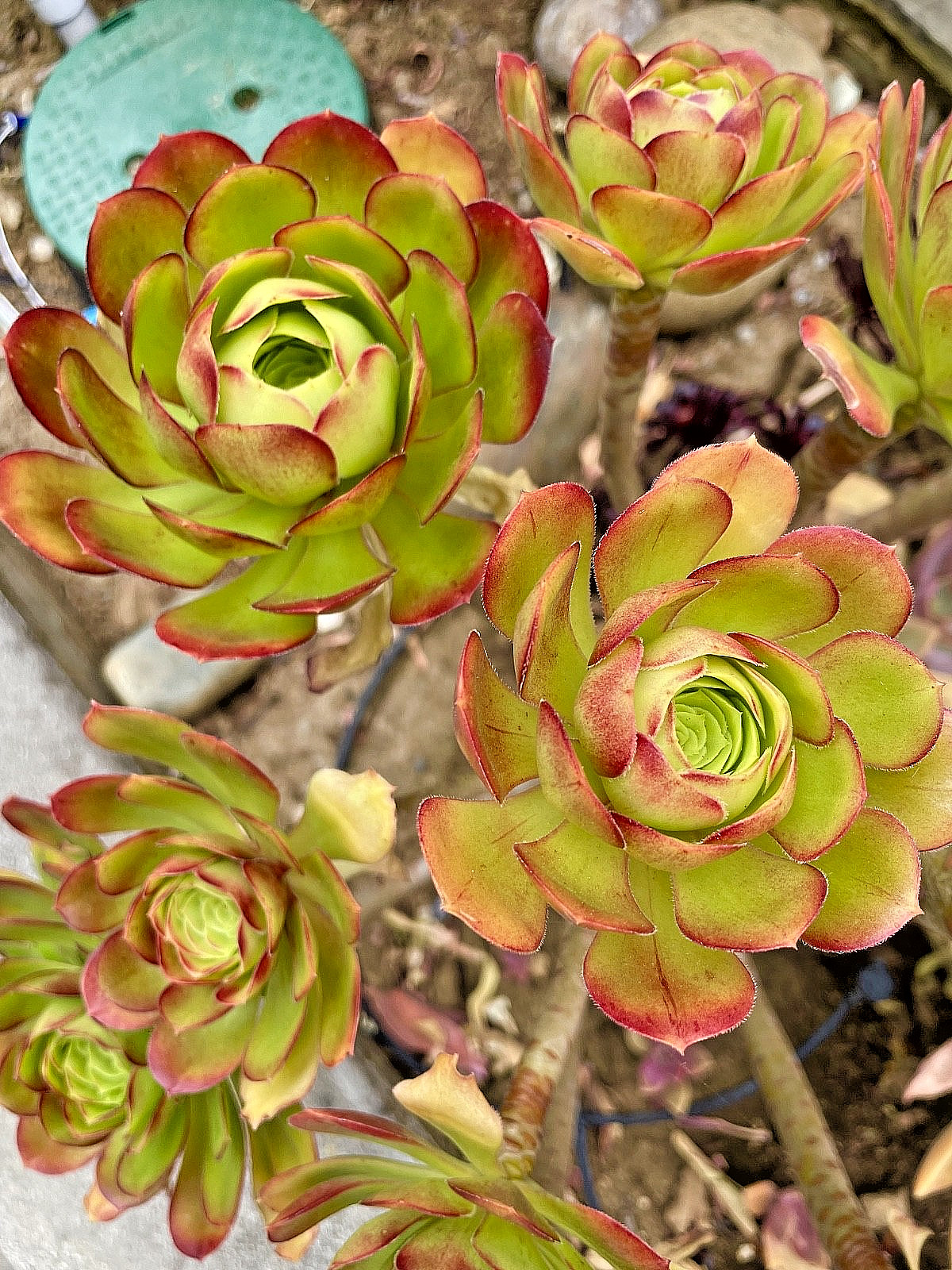 Rare Aeonium Blushing Beauty Healthy Live Plant Unrooted Succulent Cutting 3-4″