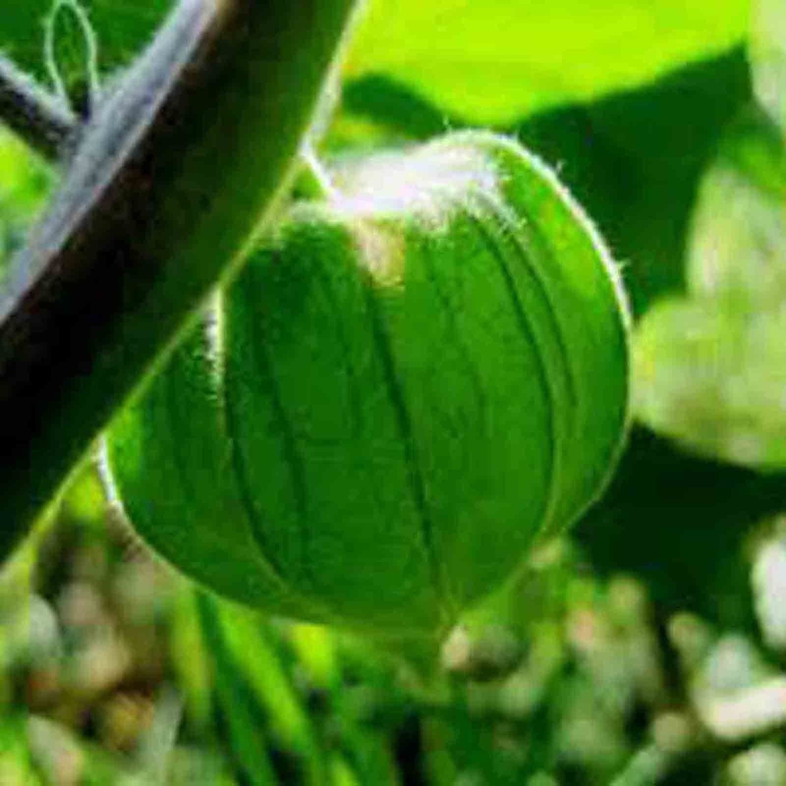 50+ CAPE GOOSEBERRY SEEDS RARE FRUIT SPRING GROUND CHERRY HEIRLOOM SWEET USA