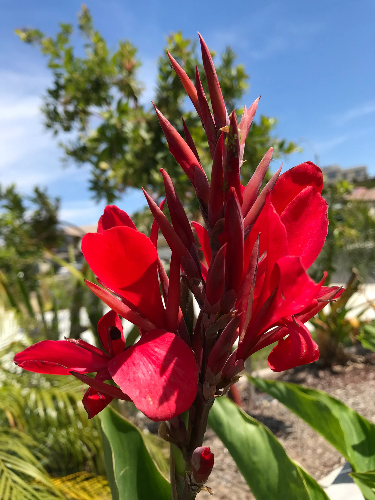 Canna Kreta Rhizome: Brilliant Red Blooms – 1-Rhizome