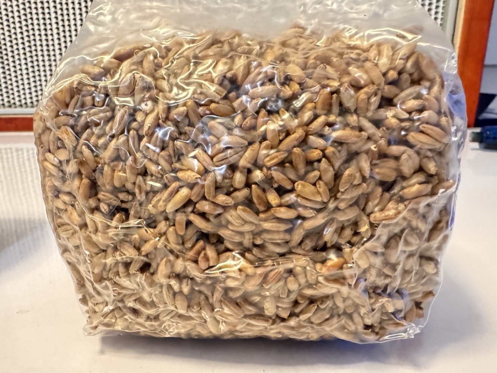 Sterilized RYE BERRY Grain Bag for Dung-Loving Mushroom Cultivation