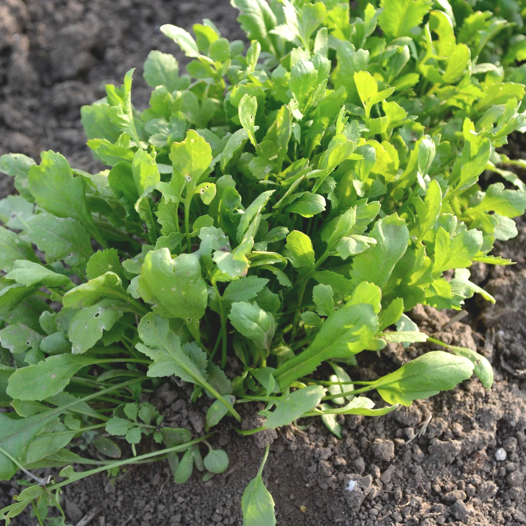 Curled Cress Seeds | Microgreens Watercress Pepper Garden Vegetable Seed 2024