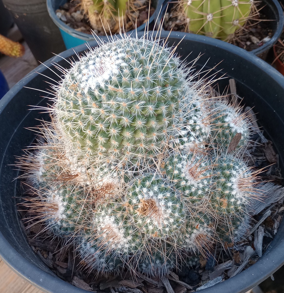 Mammillaria geminispina Clumping Golf Ball Pin Cushion Cactus 53