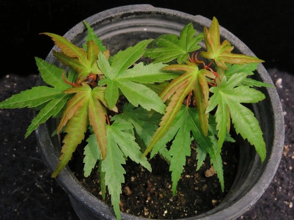 Japanese Red/Green Maple Bloodgood Tree Well Rooted Live Plant 1 -2+ yo 3″+ Tall