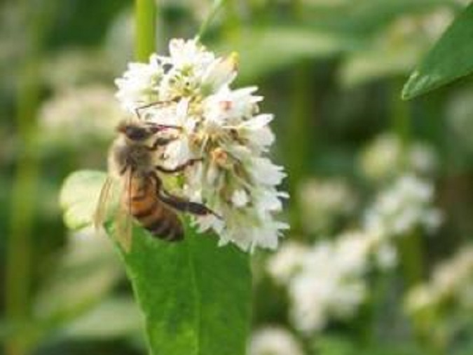 5 pounds Buckwheat Seeds For Bee Pasture Grain Crop Wildlife Cover Soil Erosion