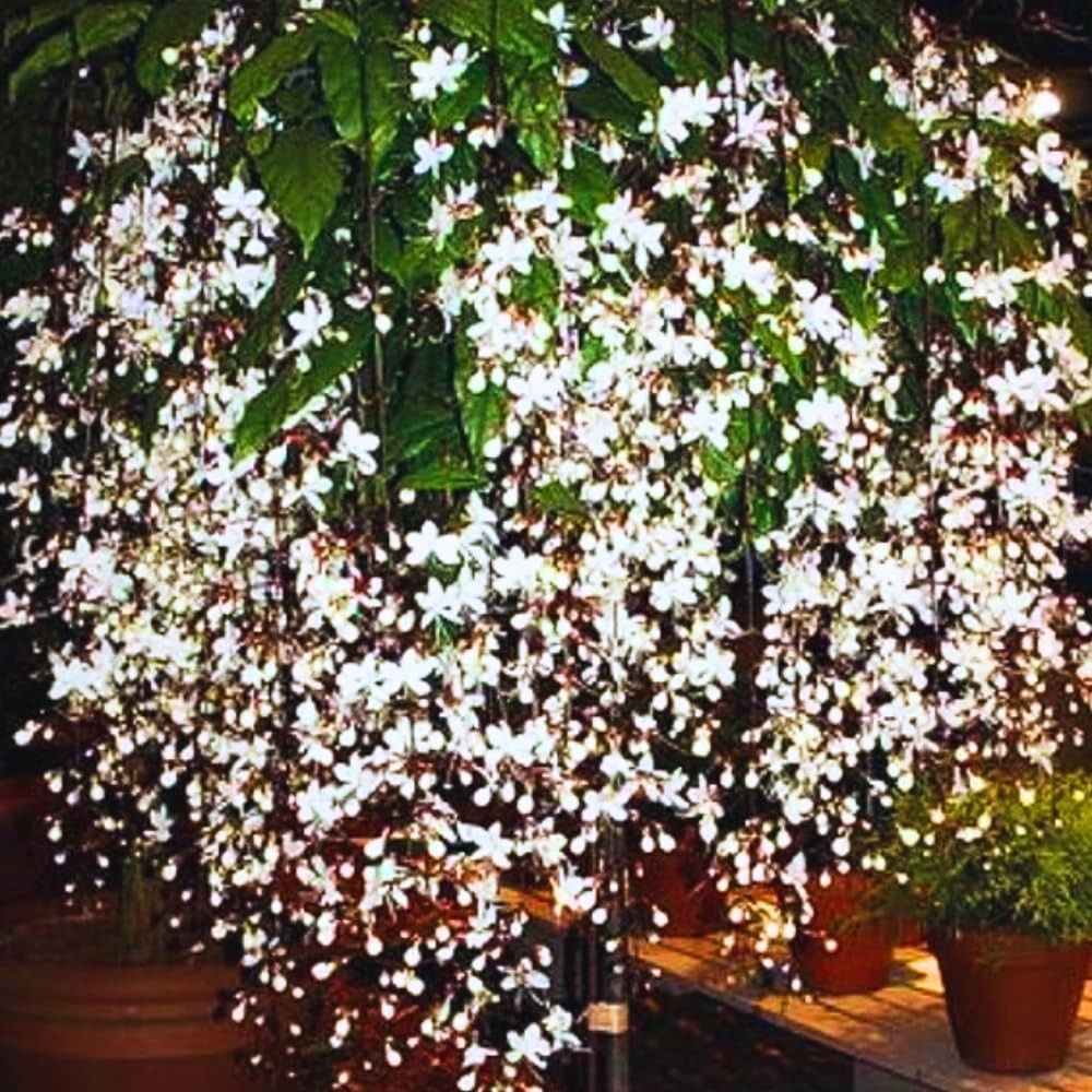 3 Mixed Clerodendrum Bleeding Heart Plants Live, 5-10 Inch Height