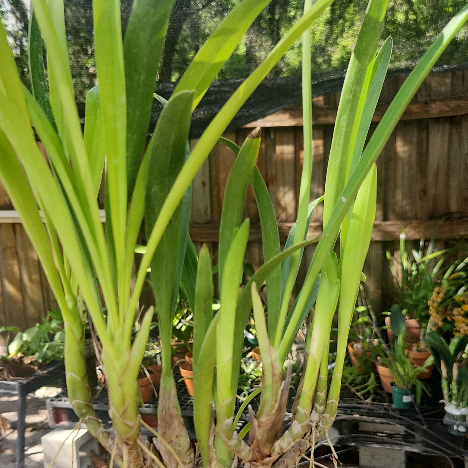 Eria Hyacinthodes Fragrant Orchid White Live Potted Plant
