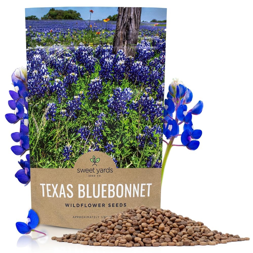 Texas Bluebonnet Wildflower Seeds – Bulk 1/4 Pound Bag – Over Pound, Blue