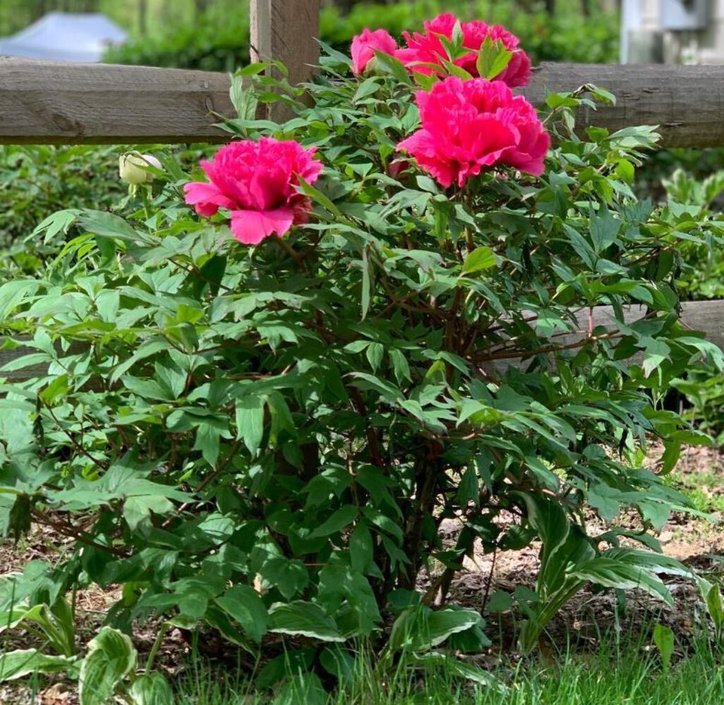 “Kao” large flower Japanese tree peony