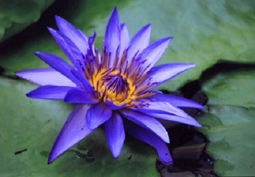 Nymphaea caerulea Blue Water Lily 10 seeds
