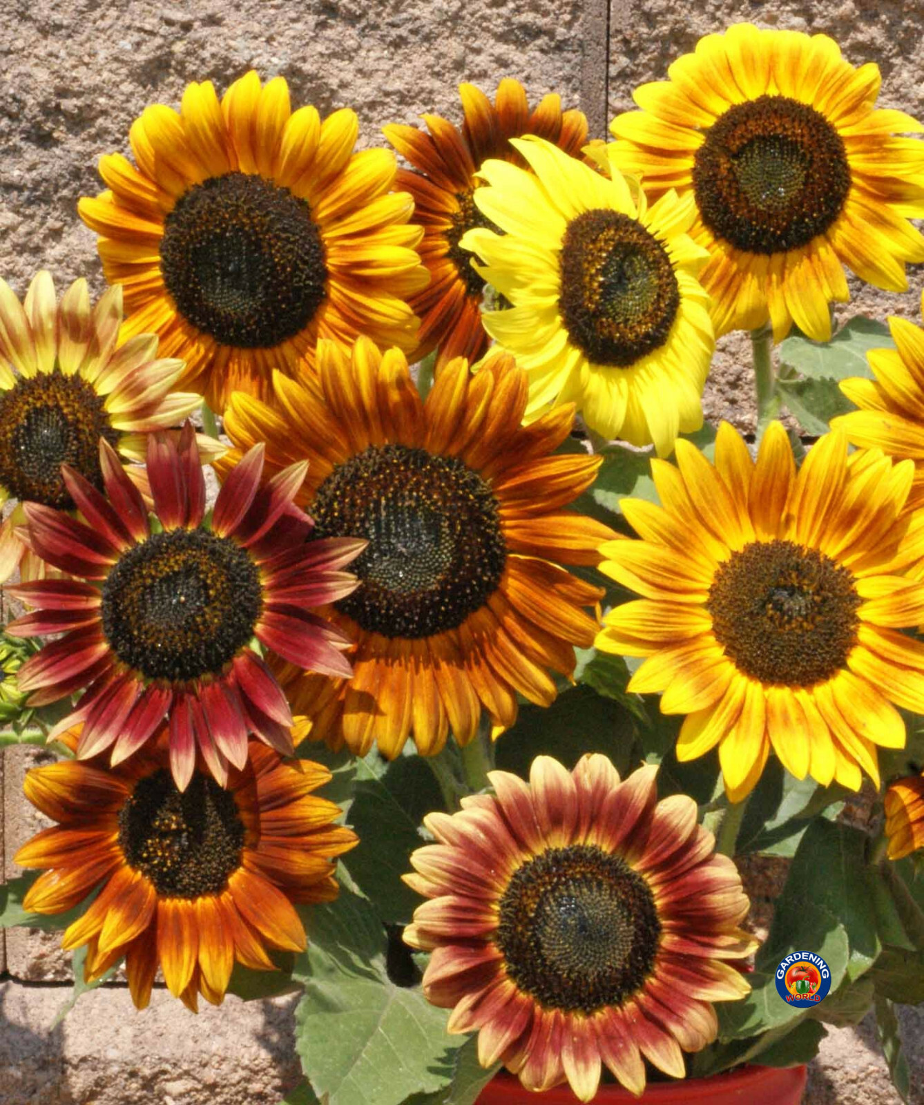 150 Autumn Beauty SUNFLOWER Seeds Helianthus annuus – Deer Resistant