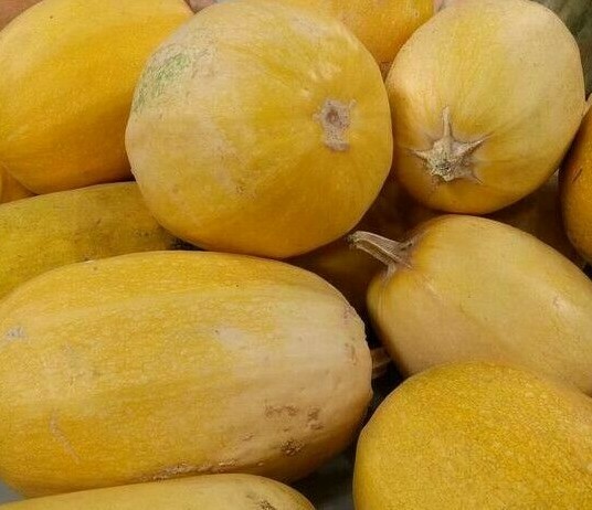 SPAGHETTI SQUASH SEEDS 20+ WINTER SQUASH garden Vegetable NON-GMO FREE SHIPPING