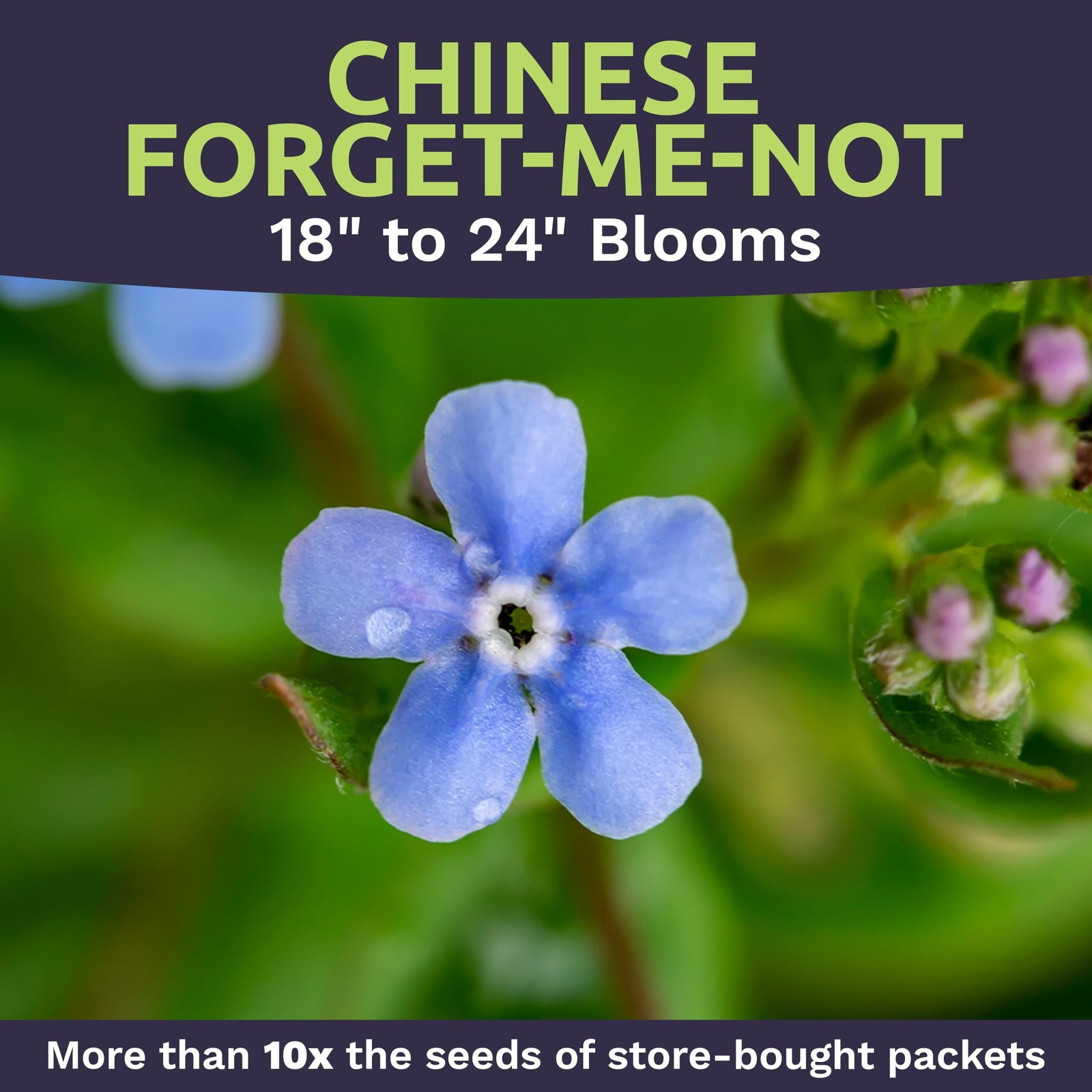 Chinese Forget Me Not Wildflower Seeds – Bulk 1 Ounce 1 Pouch, Blue