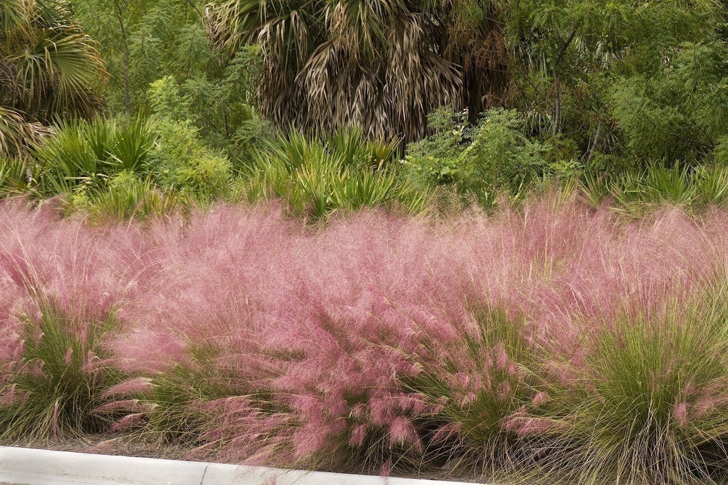 Muhly Grass | 2 Inch | 30 Live Plants | Muhlenbergia | Ornamental Border