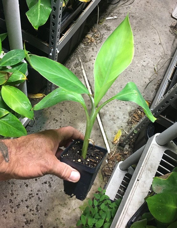 Dwarf Brazilian Banana Plant – Hawaiian Apple Banana – Live Plant