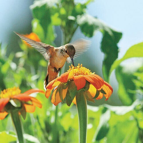 25+ MEXICAN TORCH SUNFLOWER SEEDS – Bees Butterflies Hummingbirds ——- FRESH