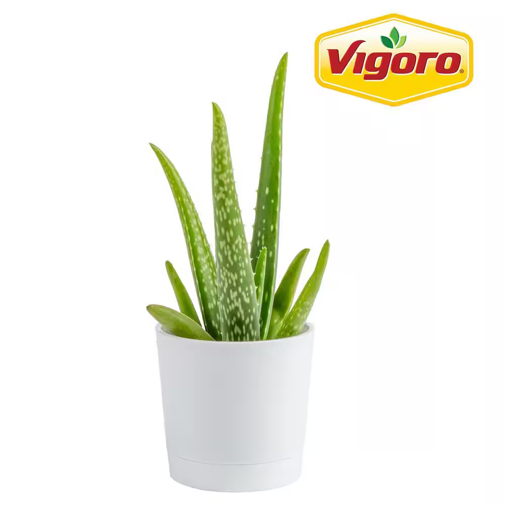 Aloe Vera Indoor Plant in 4 In. Decor White Pot, Avg. Shipping Height 7 In. Tall
