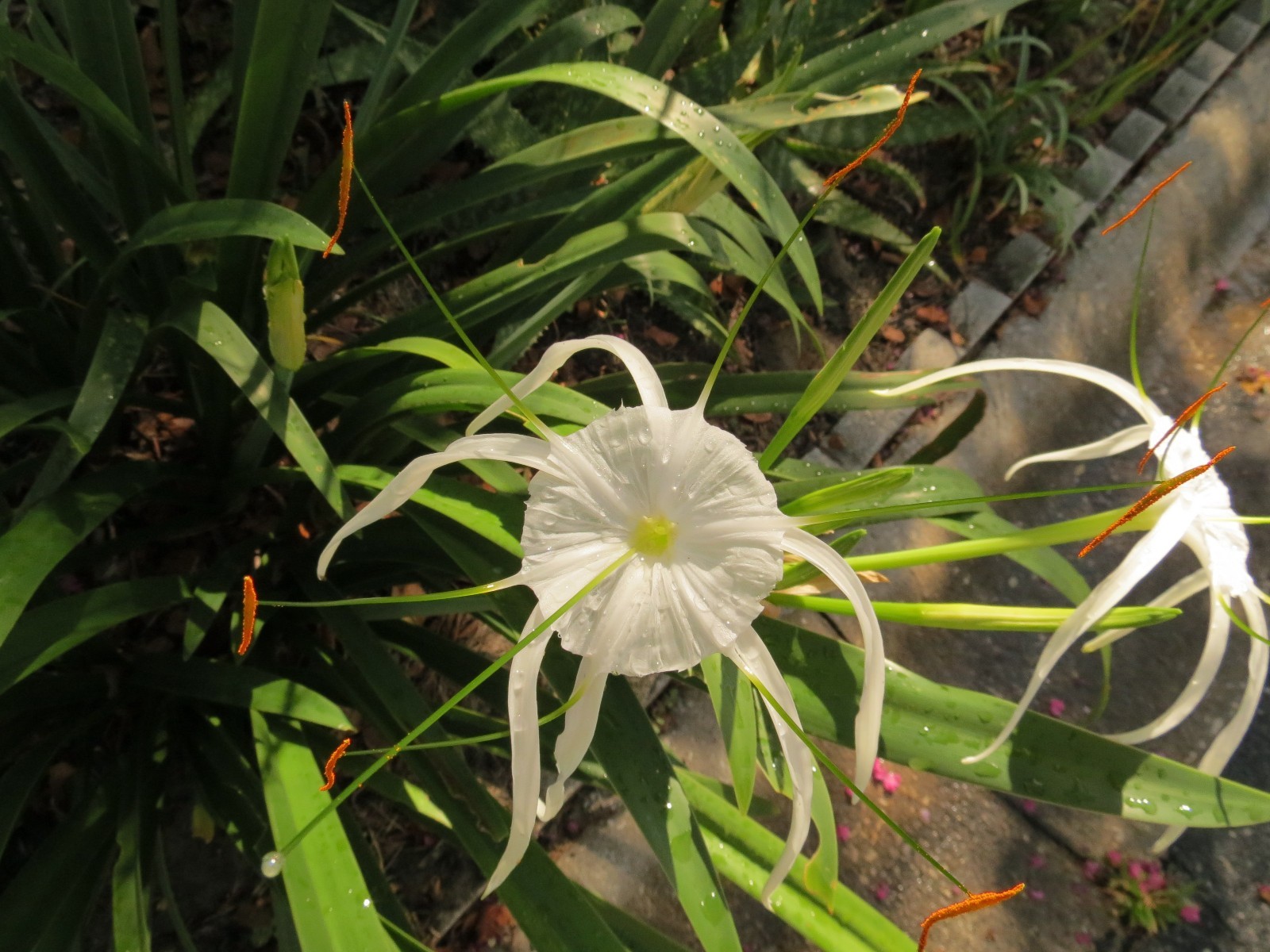 Hymenocallis, large, blooming-size bulb