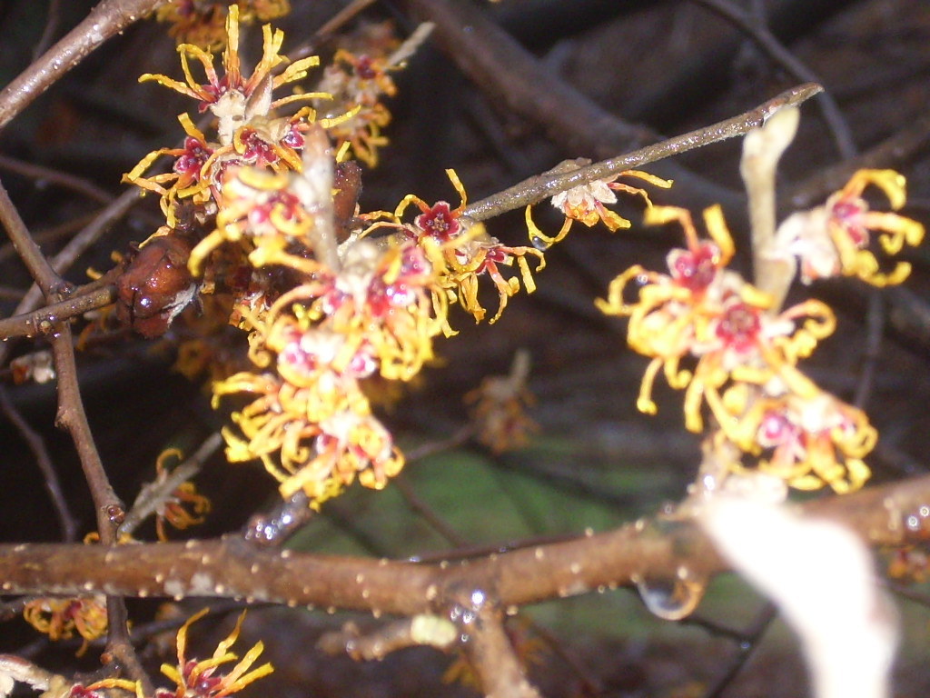 10 VERNAL WITCH HAZEL SEEEDS – Hamamelis vernalis