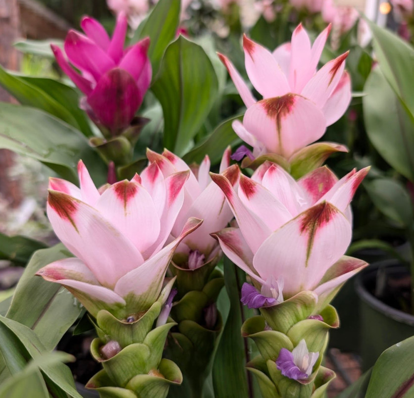Curcuma Siam Swing Plant – 3-6″Tall – Tropical Ginger Flower Ornamental Curcuma