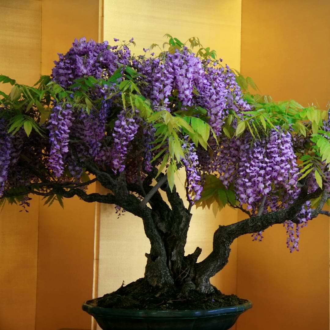 wisteria sinensis 5 seeds Free USPS Ground Shipping!