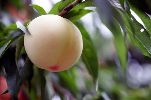 3 Rare Sweet BIG Japanese WHITE PEACH unrooted cuttings for rooting or grafting