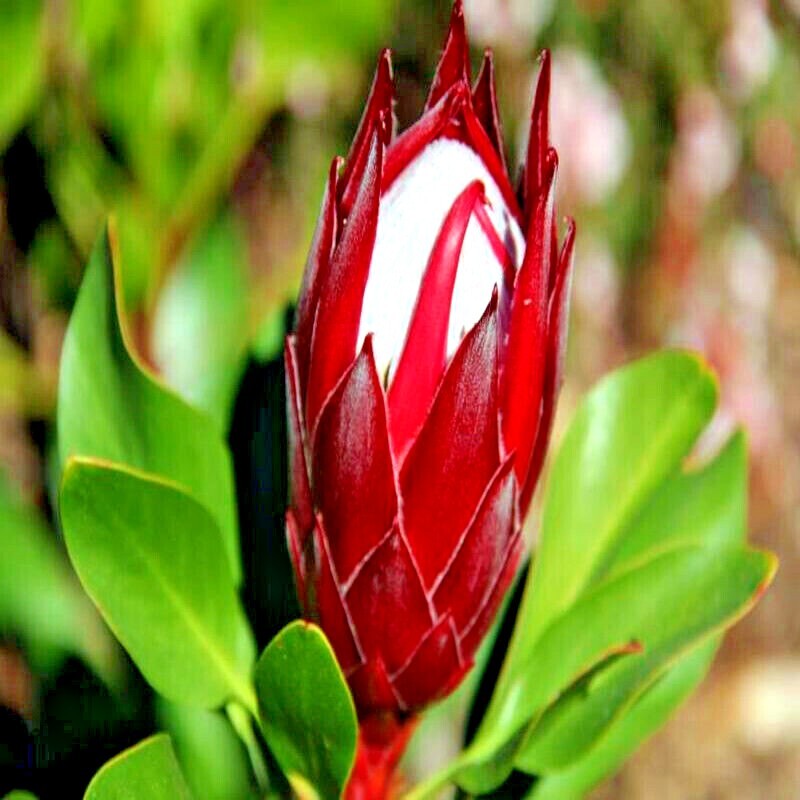 5 KING PROTEA CYNAROIDES SEEDS *GIANT 12″ FLOWERS* Rare Exotic Garden Plant