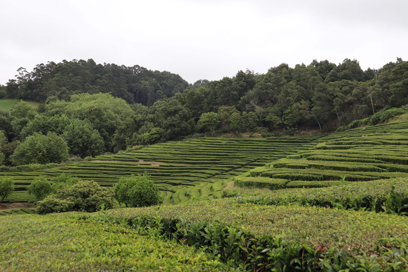 1 Lb Bulk TEA PLANT Black Green Drinking Camellia Sinensis Pound Shrub 385 Seeds