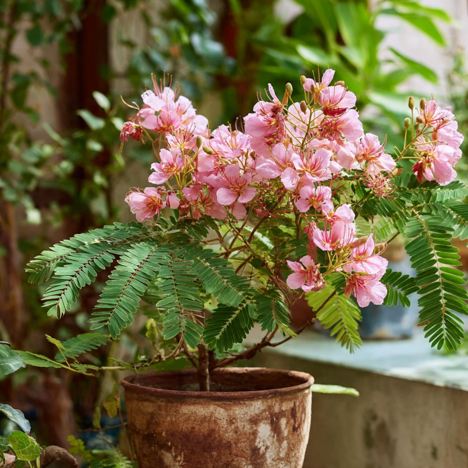 5 All Natural Tropical Pink Peacock Flower Seeds-Caesalpinia
