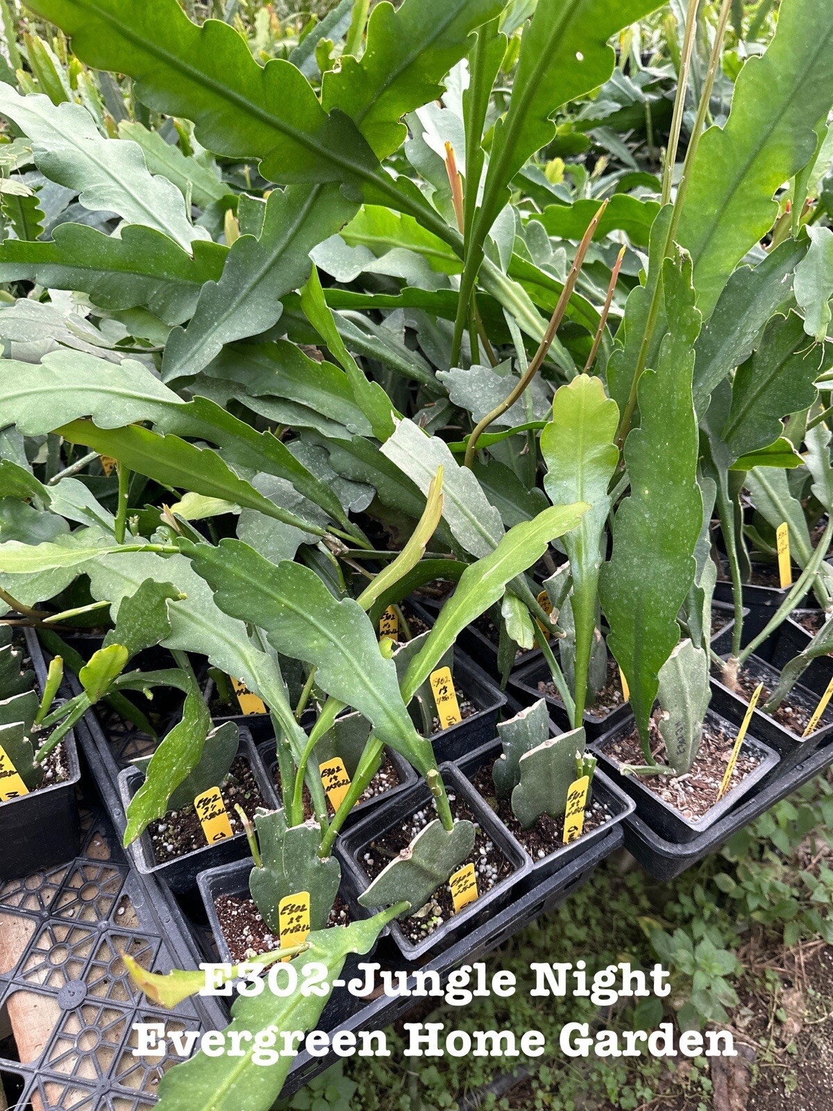 Rooted Epiphyllum Orchid Cactus “Jungle Night ” Growing In 4” Starter pot.