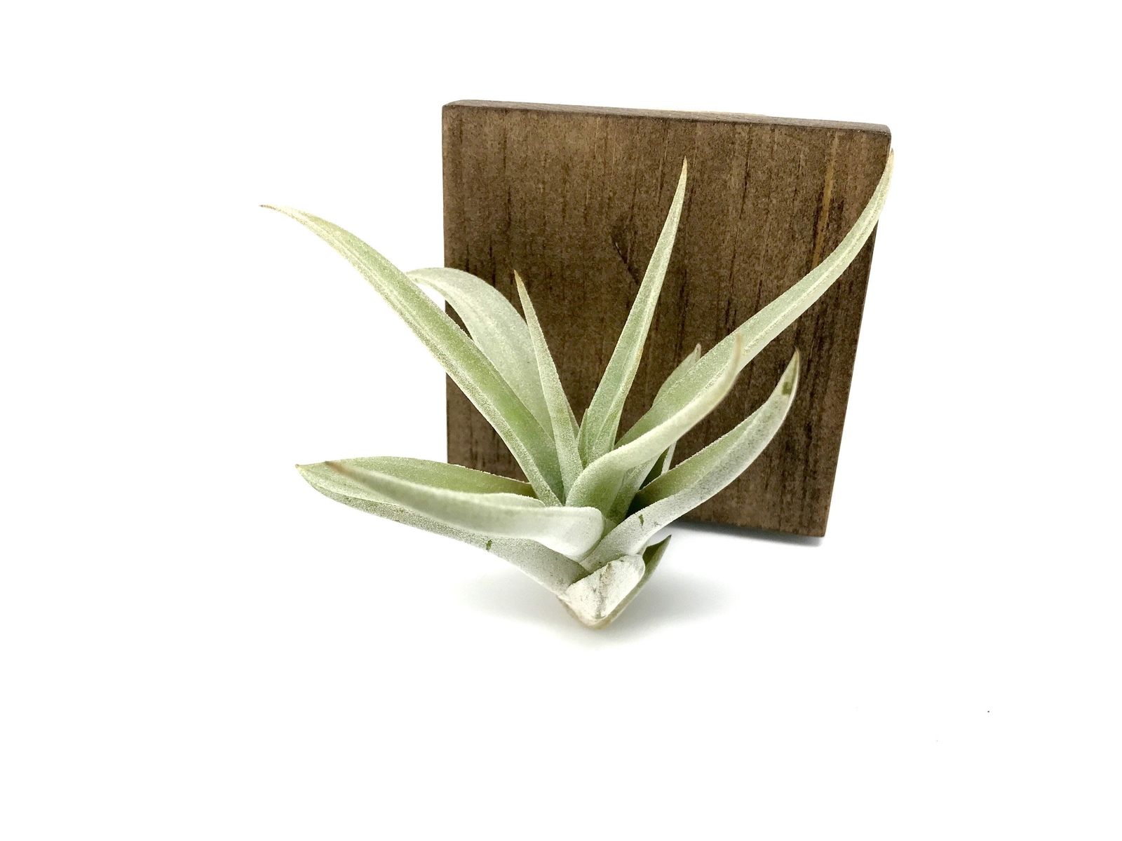 Harrisii Air Plant (Easy Care, Beginner Friendly Plant)