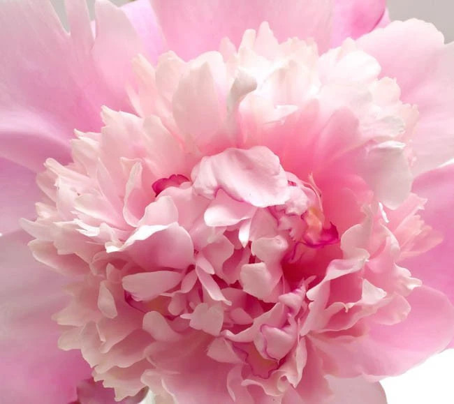Sorbet Peony Bareroot Perennial Stunning Fragrant Blooms Flowering Plants Live!