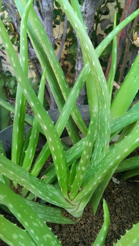20 ASST. MEDICINAL ALOE VERA PLANTS ~ FAT AND HEALTHY! ~ ORGANIC~ BEST DEAL! AZ