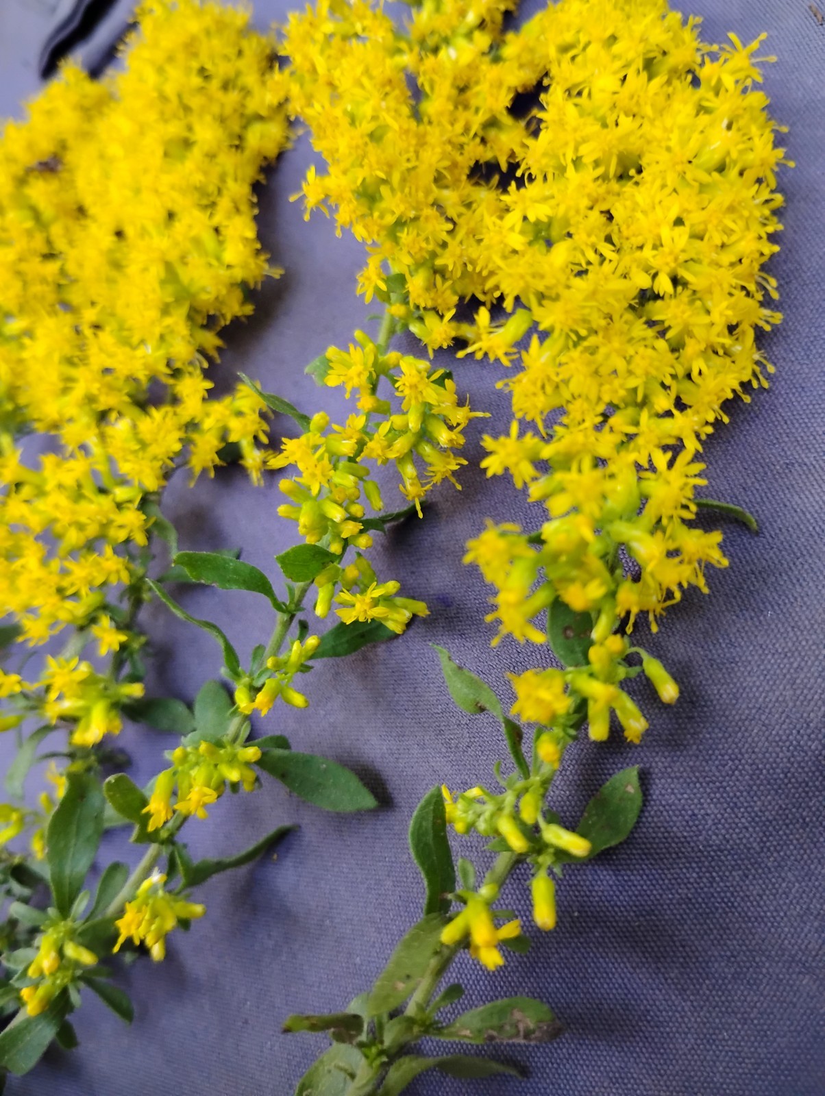 BUY 1- 1 FREE GOLDENROD GREAT FALL COLOR! VERY EASY PERENNIAL RECOMMEND!!