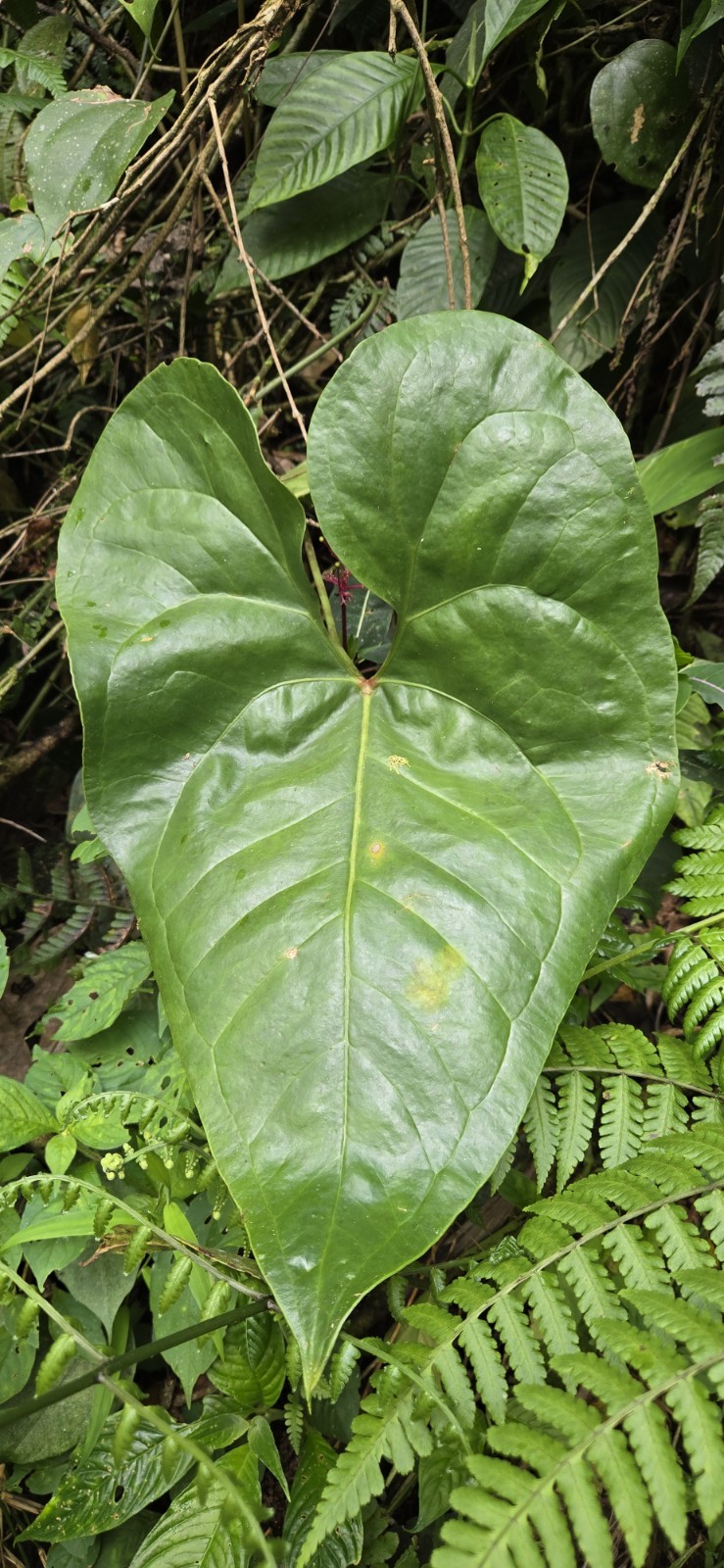 Anthurium umbrosum BL3