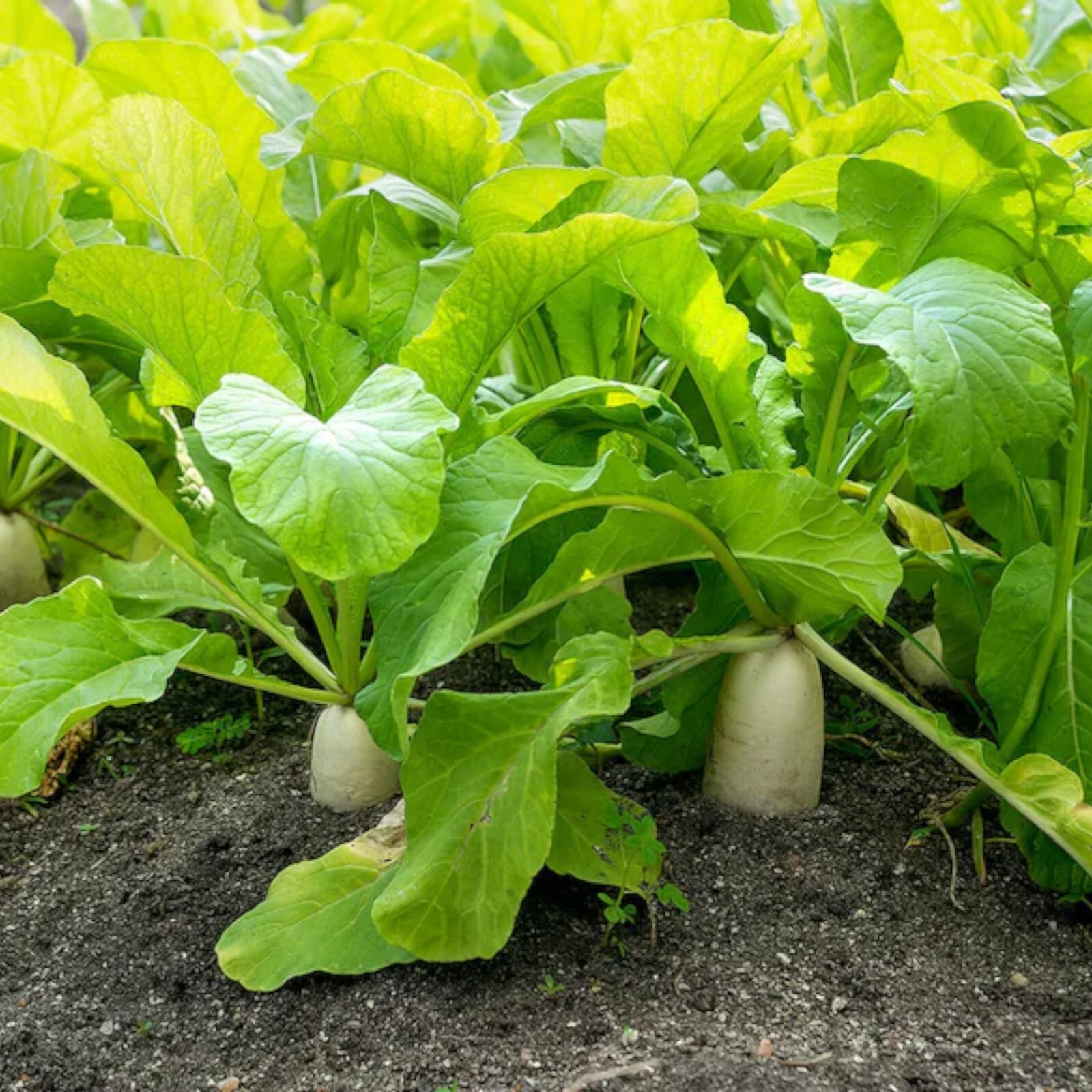 400pcs White Icicle Radish Seeds – Heirloom, Non-GMO, Planting Guide Included