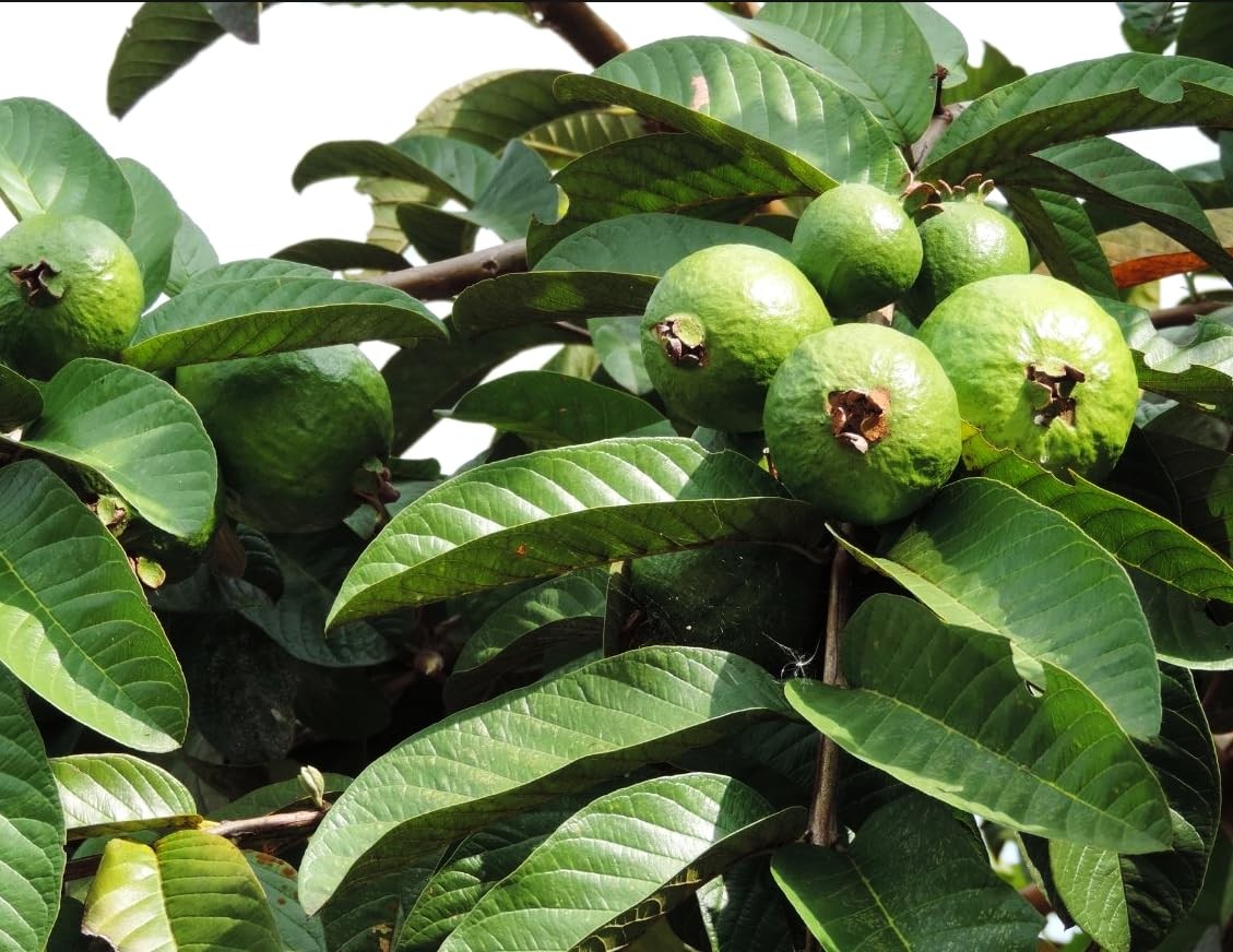 50pcs Tropical Strawberry Guava Pink Seeds – Exotic Flavor Medley green