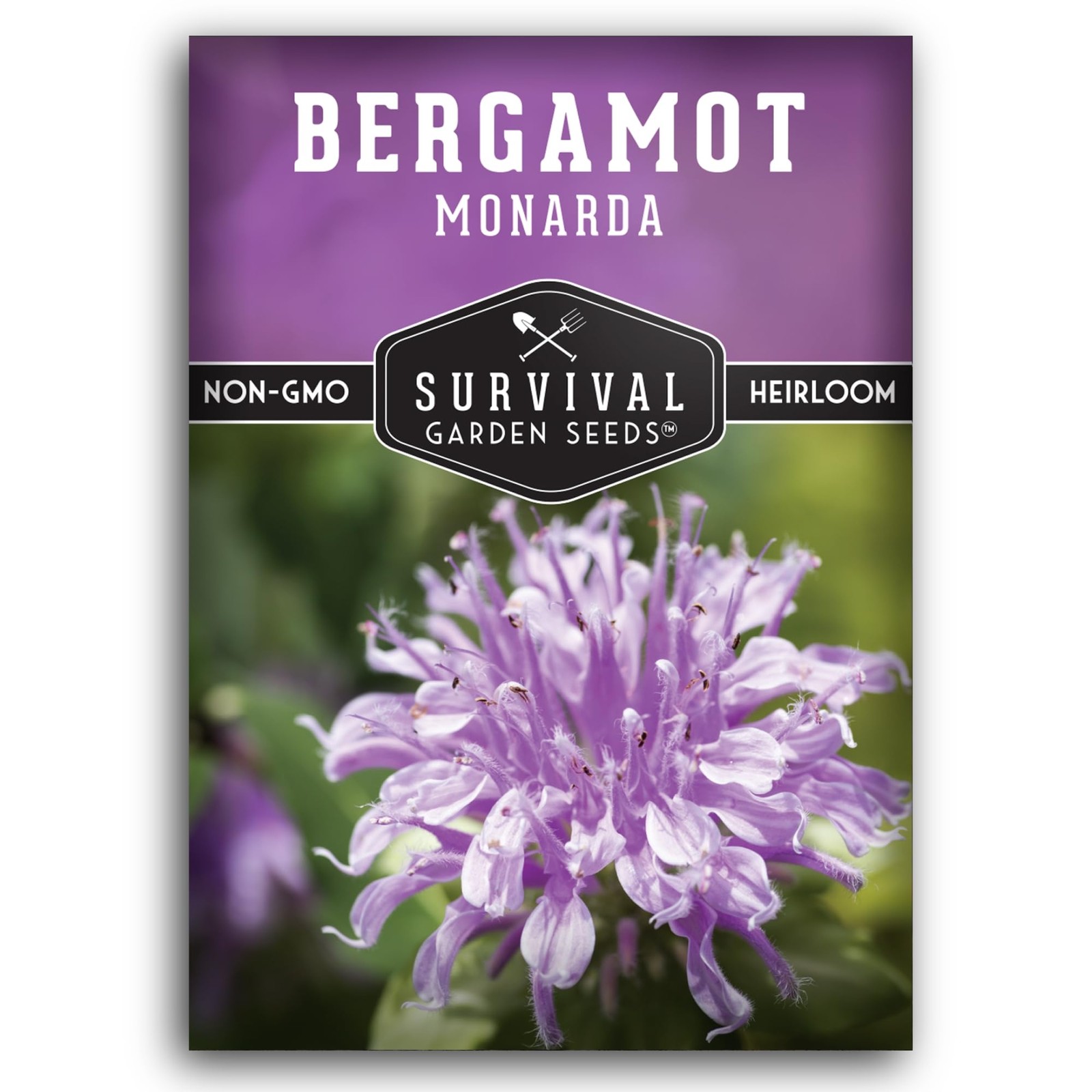 Bee Balm Seeds for Planting – Wild Bergamot (Monarda Fistulosa) Pink