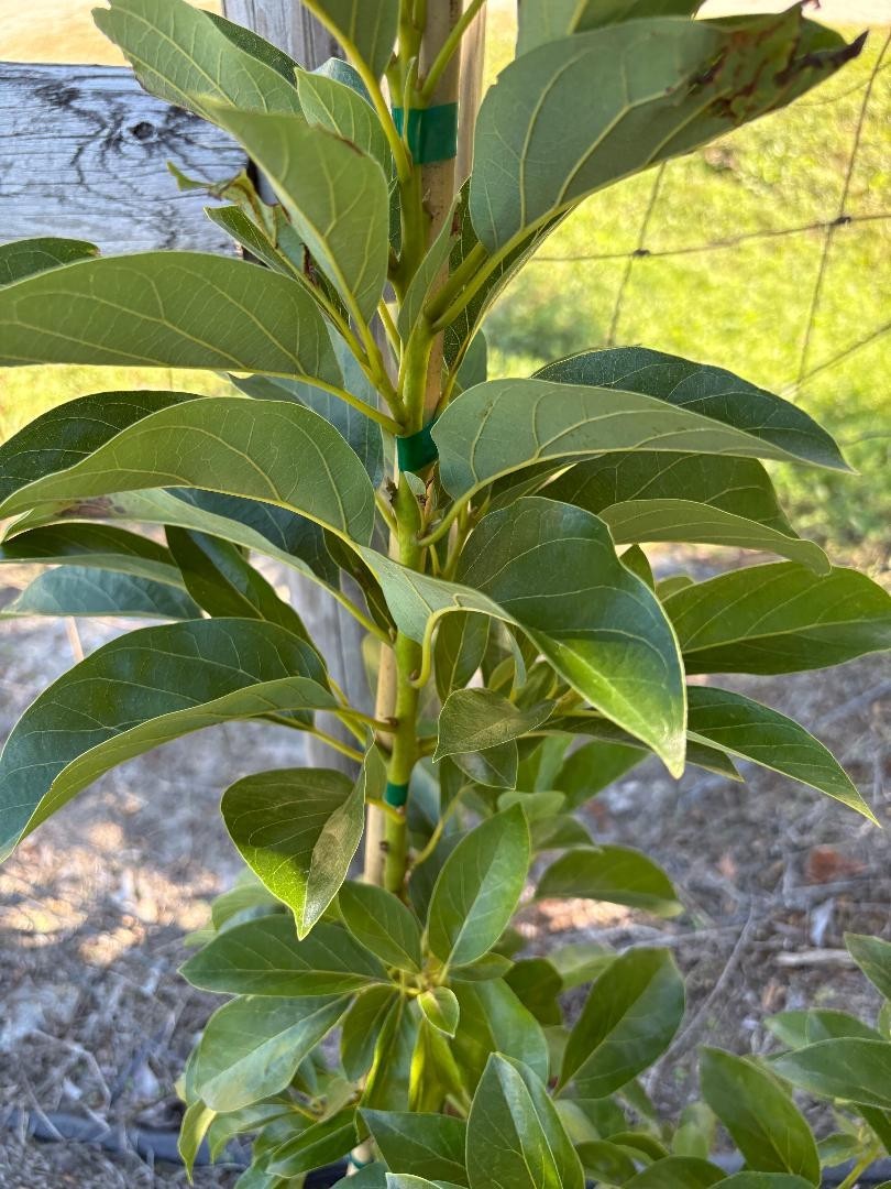1GALGRAFTED DONNIE AVOCADO TREE (WEST INDIAN/TYPE A FLOWER MAY-JUNE) ZONES 9-11)