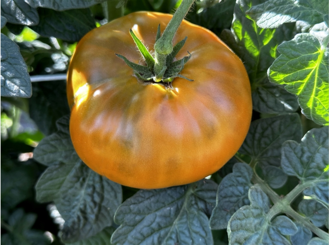 10 seeds Uluru Ochre DWARF Tomato Variety ORGANIC DTP beefsteak