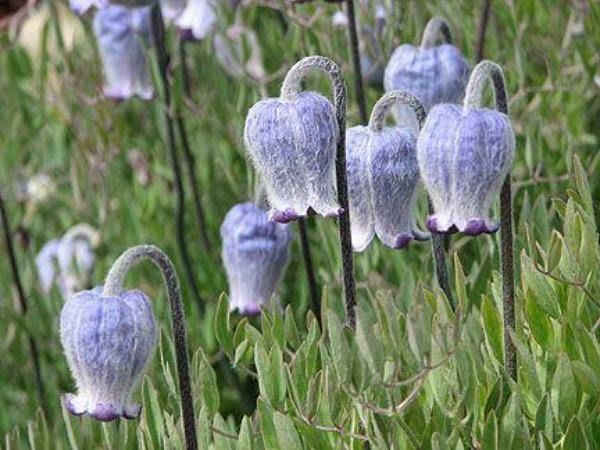 Clematis hirsutissima | Hairy Clematis | Sugarbowls | Leather Flower | 10 Seeds