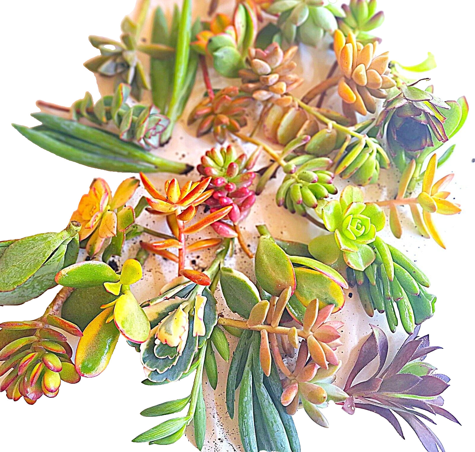 10 Healthy Fresh Colorful Succulent Cuttings, 10 Varieties
