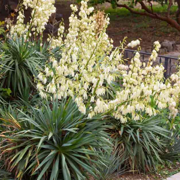 Yucca filimentosa ‘Excalibur’ COLD HARDY