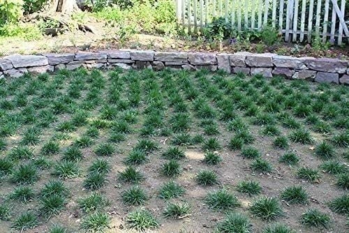 Seville | Sod Plugs | Stenotaphrum Secundatum | Low Maintenance | Hardy Lawn