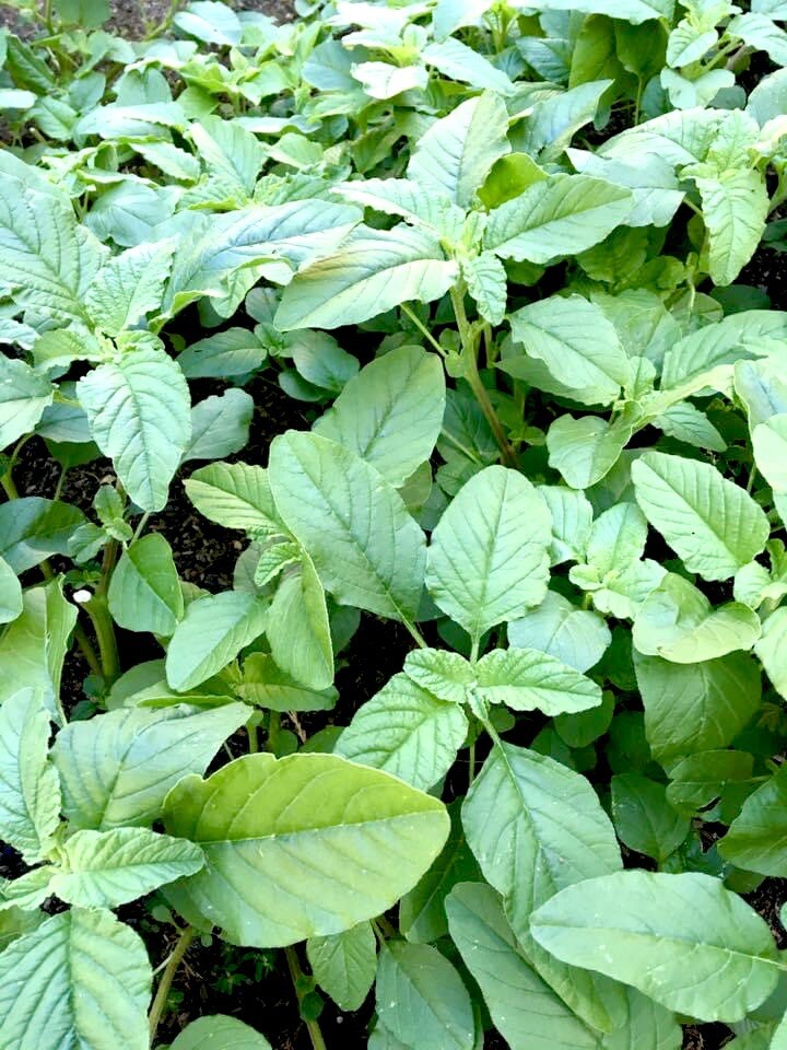 Green Amaranth – 300+ Seeds 2023 – Rau Den – USA Seller